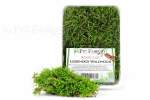 Lebendes Waldmoos